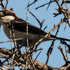 Woodchat Shrike; Alcaudón Común