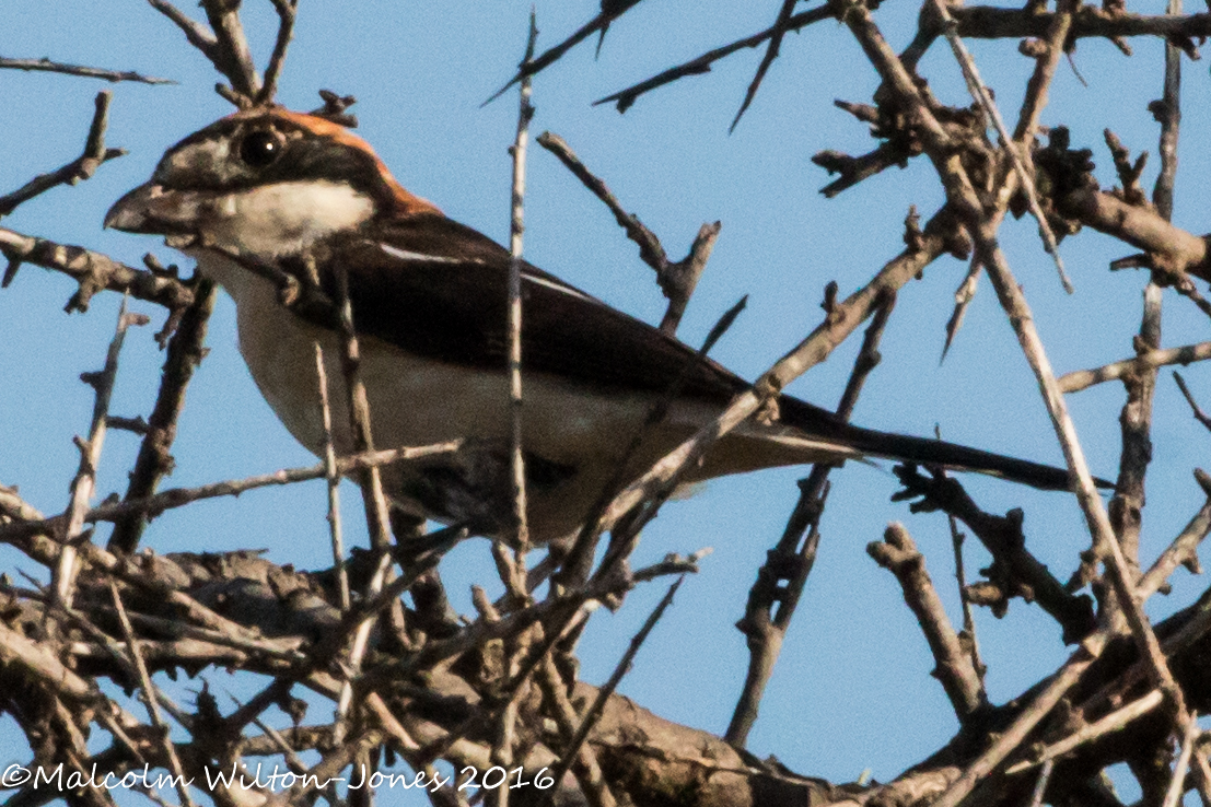 Woodchat Shrike; Alcaudón Común