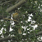 Common Koel