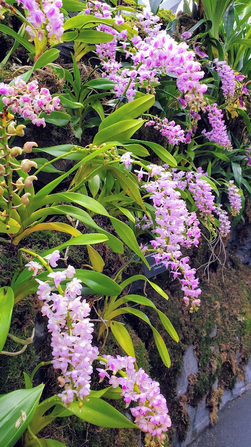 Guide to Visiting Gardens by the Bay, Singapore: inside Cloud Forest