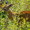 White-tailed deer, Virginia deer