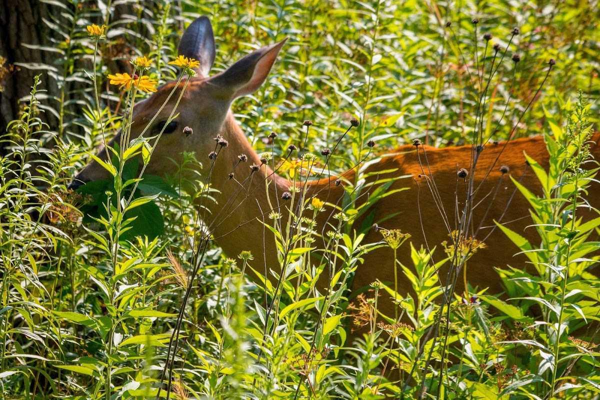 White-tailed deer, Virginia deer