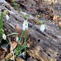 snowdrops