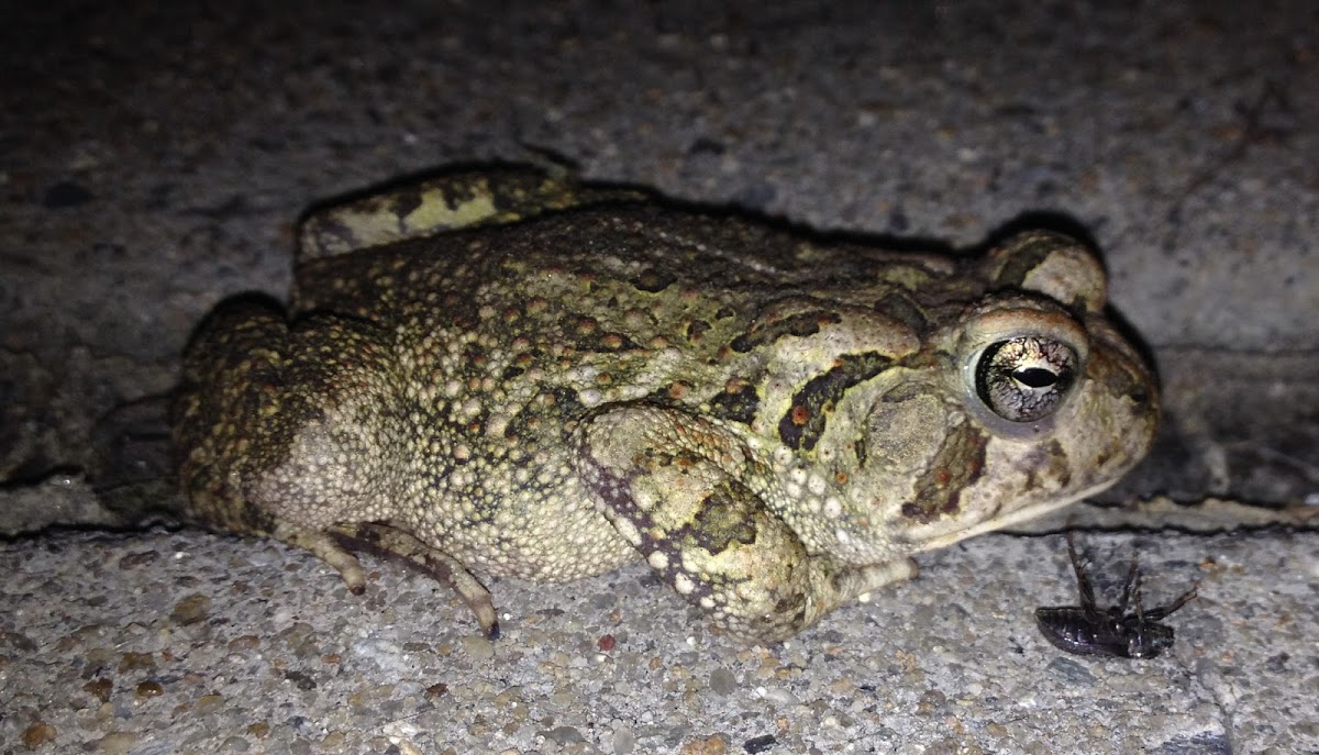 Fowler's Toad