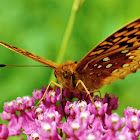 Great Spangled Fritillary