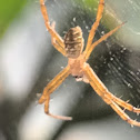 Tree spider