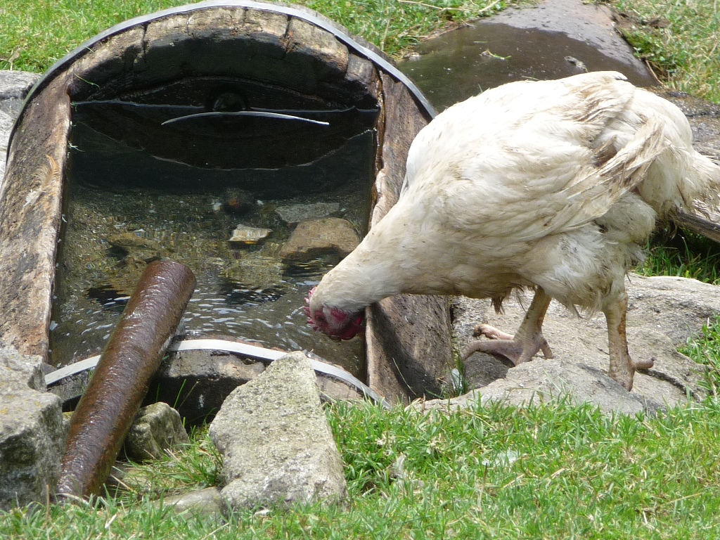 La gallina - Cochi e Renato di Laucol