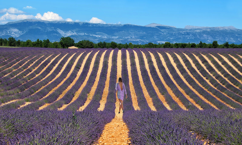 Metti una quasi sera in un campo di lavanda di Rossella13