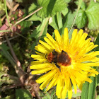 Tawney mining bee