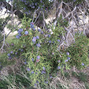 Juniper tree