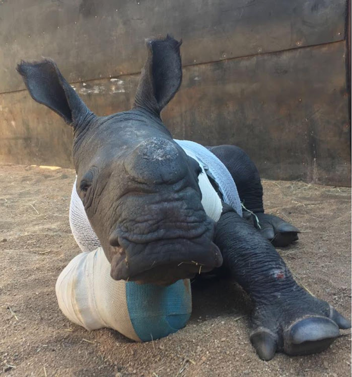 Arthur‚ the baby rhino who tried to save his mother from poachers.