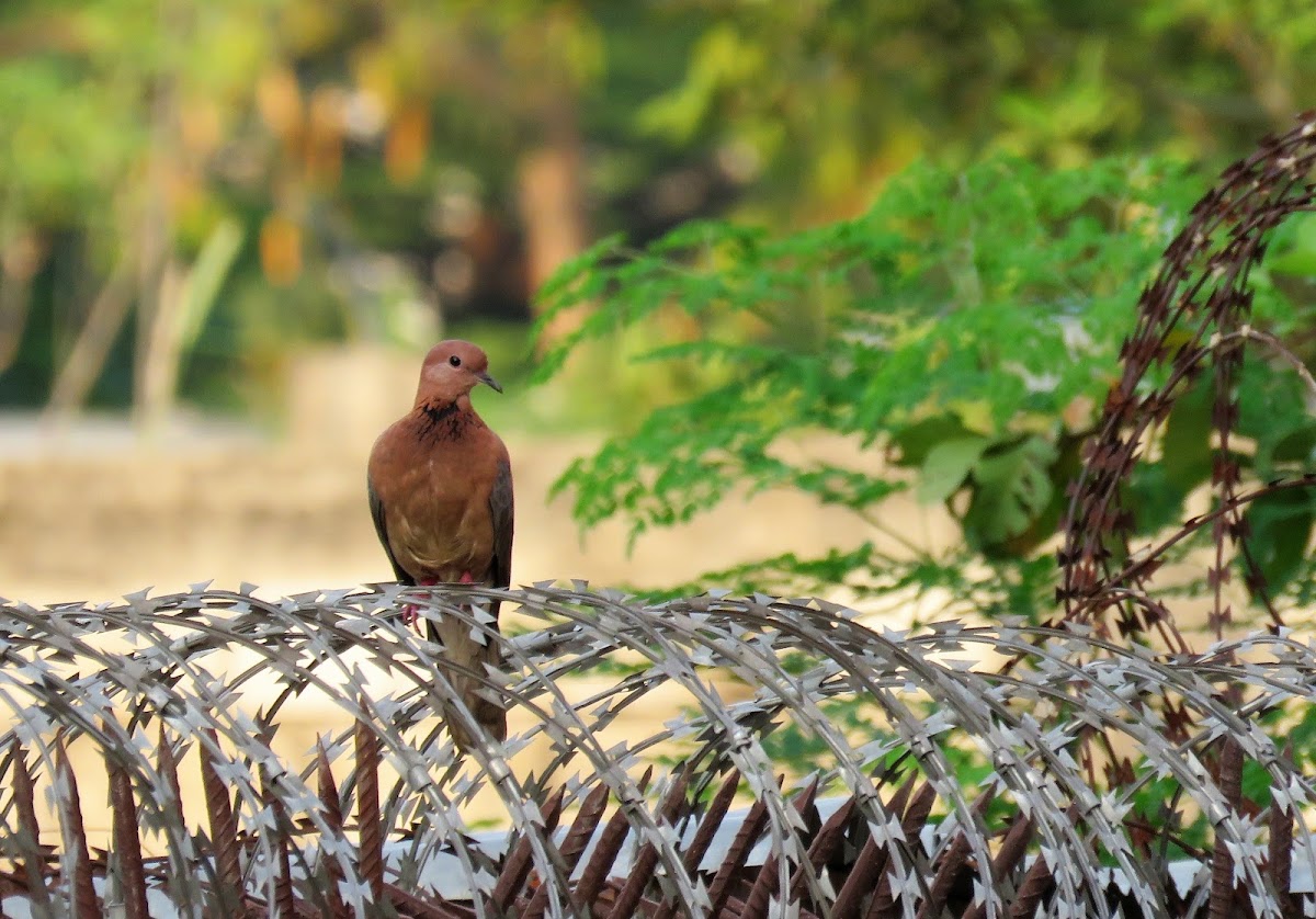 Laughing Dove