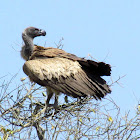 White-backed Vulture