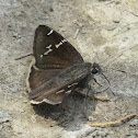 Southern Cloudywing