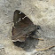 Southern Cloudywing