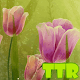 Download tulips live wallpaper For PC Windows and Mac 1.00