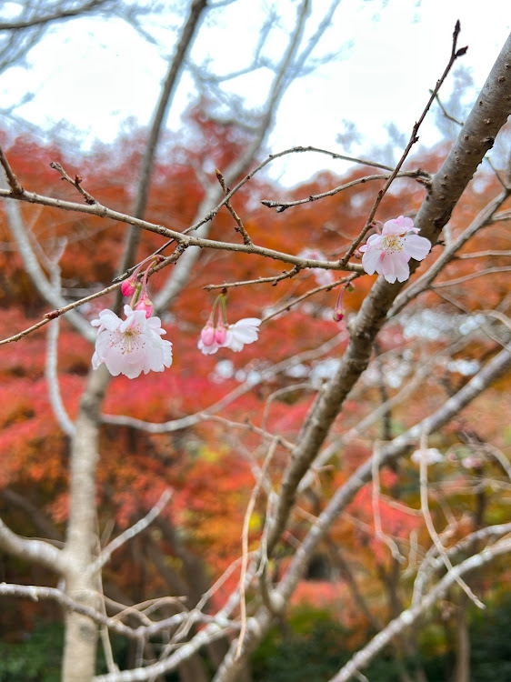 の投稿画像3枚目