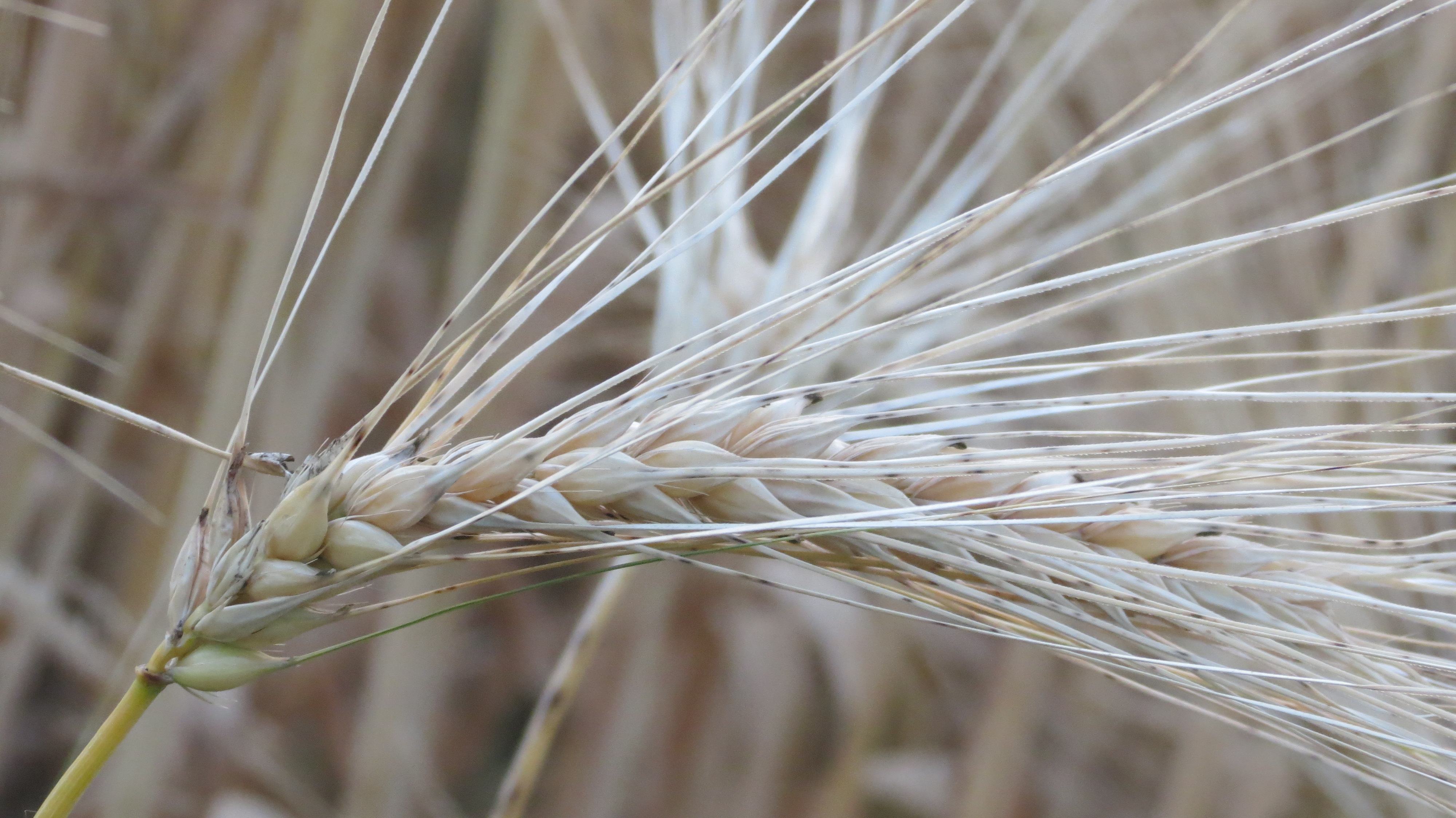 Spighe di grano... di Francesca_Mang