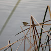 Cetti's warbler