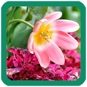 Pink Flowers Wallpaper  Icon