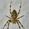 European garden spider