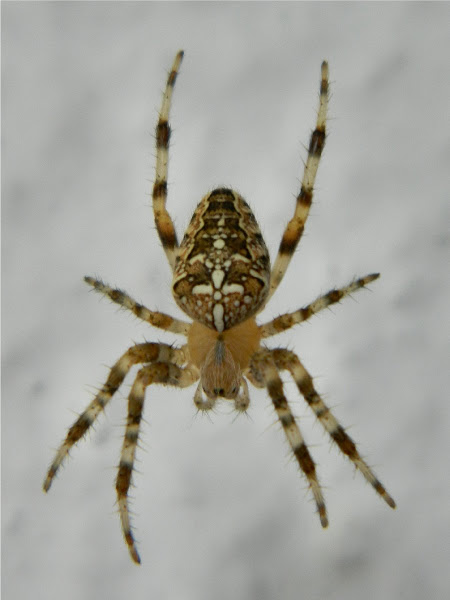 European Garden Spider Project Noah