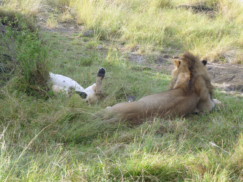 ULTIMO SAFARI EN MASAI MARA. IDILIO ENTRE LEONES. EL RINO SE DEJA VER - Un poquito de Kenia: Lagos Naivasha y Nakuru, Samburu y Masai Mara (12)