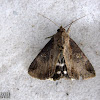 Moth