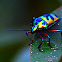 Jewel bug