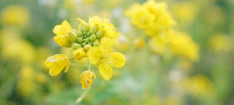 Image of yellow flowers