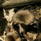 Black Chanterelle, Black Trumpet, Horn Of Plenty