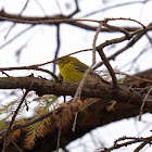 Pine warbler