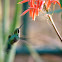 Blue-tailed Emerald