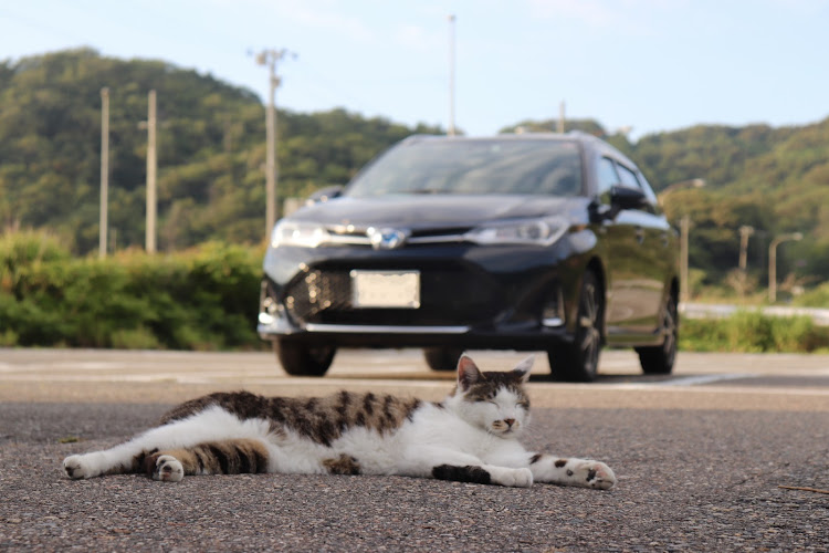 カローラフィールダーのフィールダー・新潟・猫・キリ番に関するカスタム事例の投稿画像3枚目