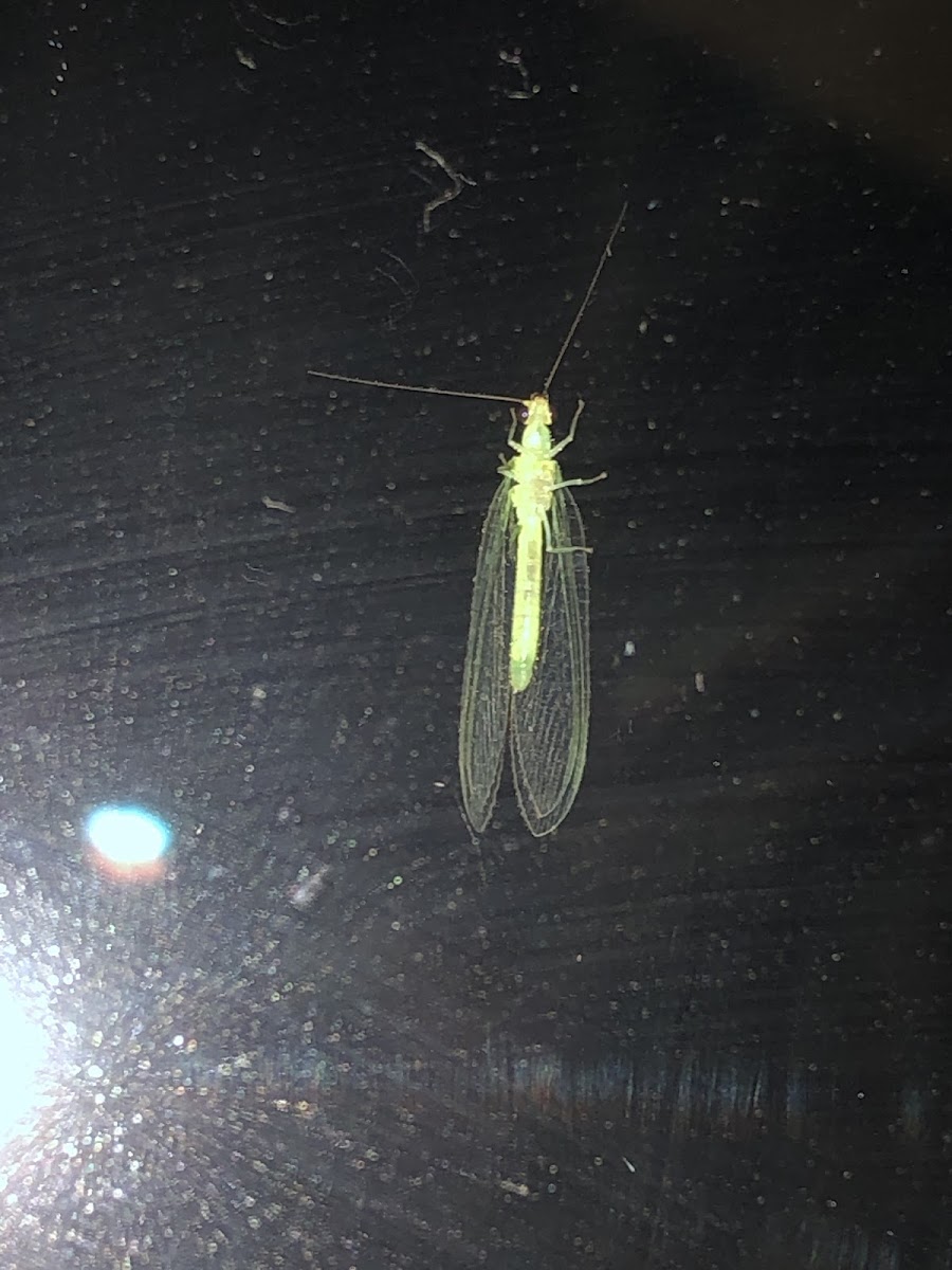 Green Lacewing