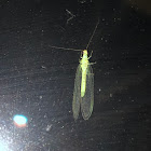 Green Lacewing