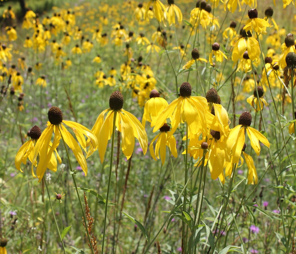 Prairie Coneflower