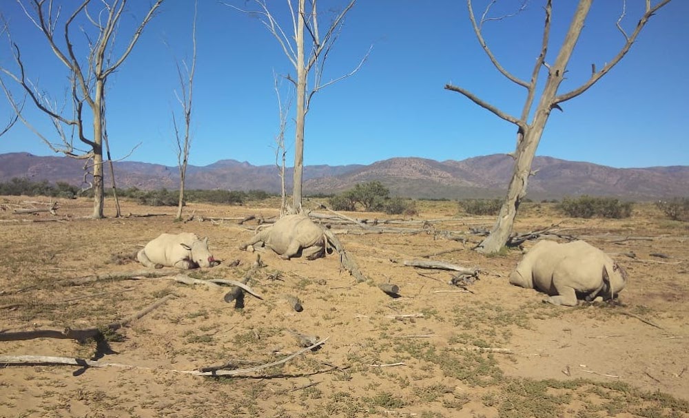 About 24 rhino carcasses found in SA game reserves in past two weeks