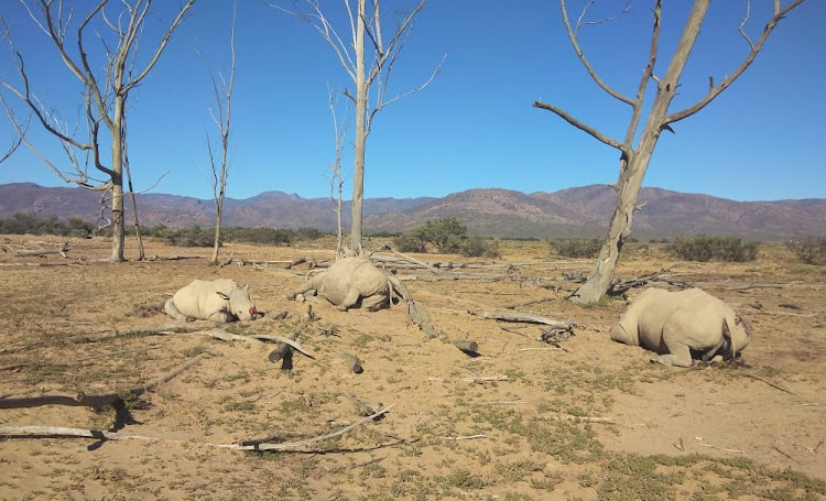 Three of the four rhinos killed for their horns in the Western Cape on December 8 2021.