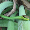 Cobra-verde (eastern green whiptail)