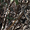 California Striped Racer