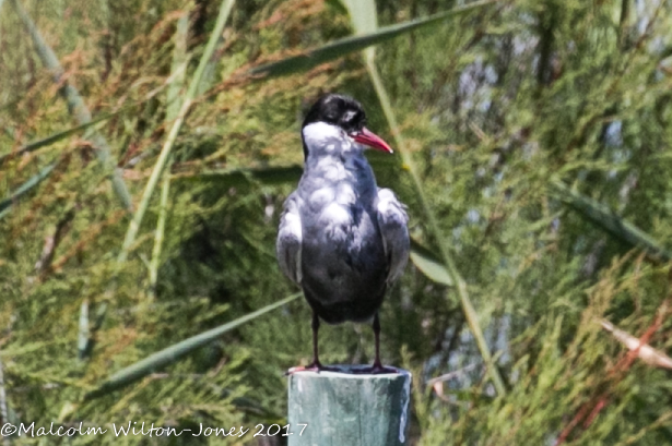 Whiskered Tern; Fumarel Cariblanco