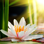 Cover Image of डाउनलोड Lotus Flower Wallpaper HD 1.0 APK