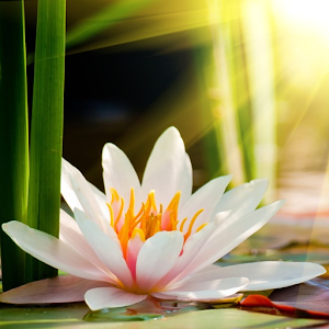 Lotus Flower Wallpaper Hd Android Apps On Google Play