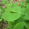 Large-flowered Bellwort