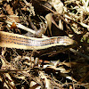 Madagascar girdled lizard