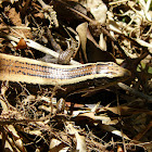 Madagascar girdled lizard