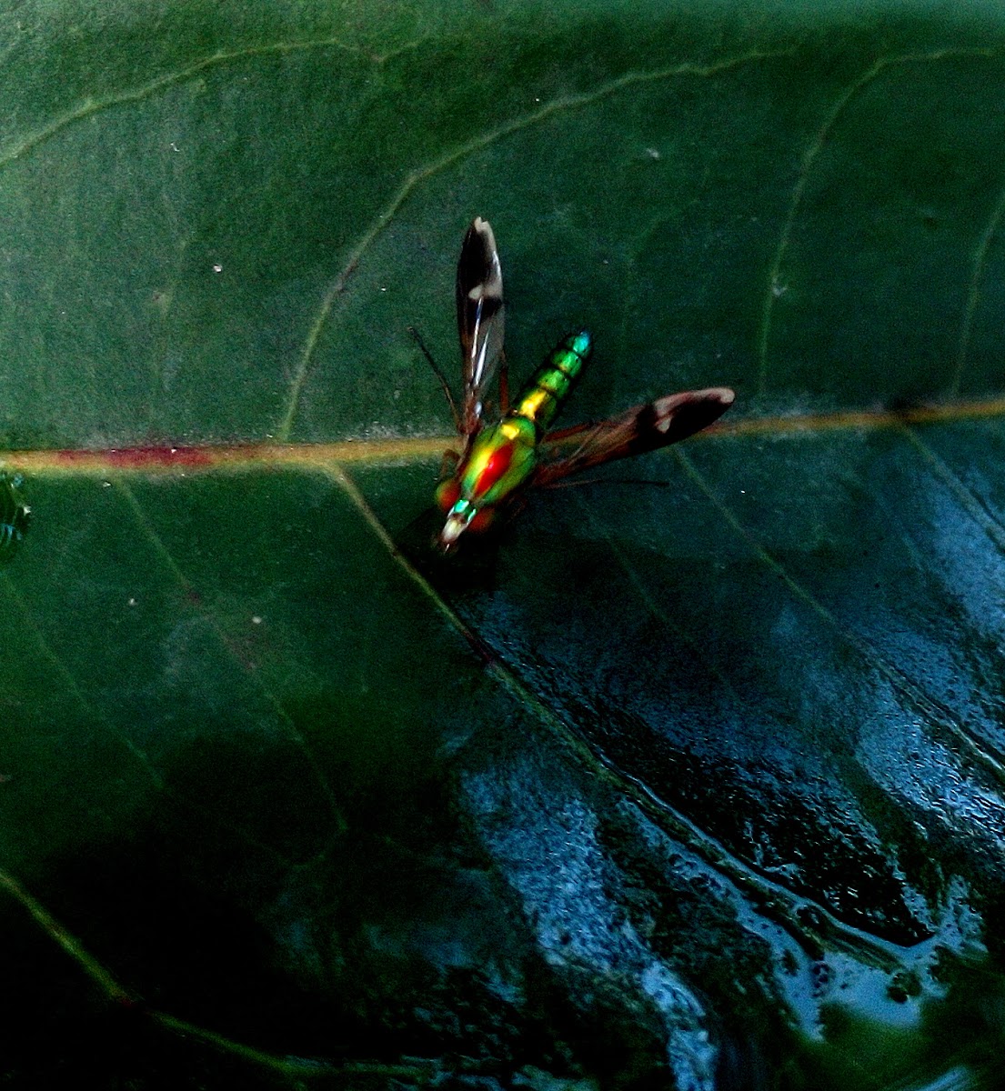 Long-Legged Fly