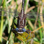 Lancet Clubtail