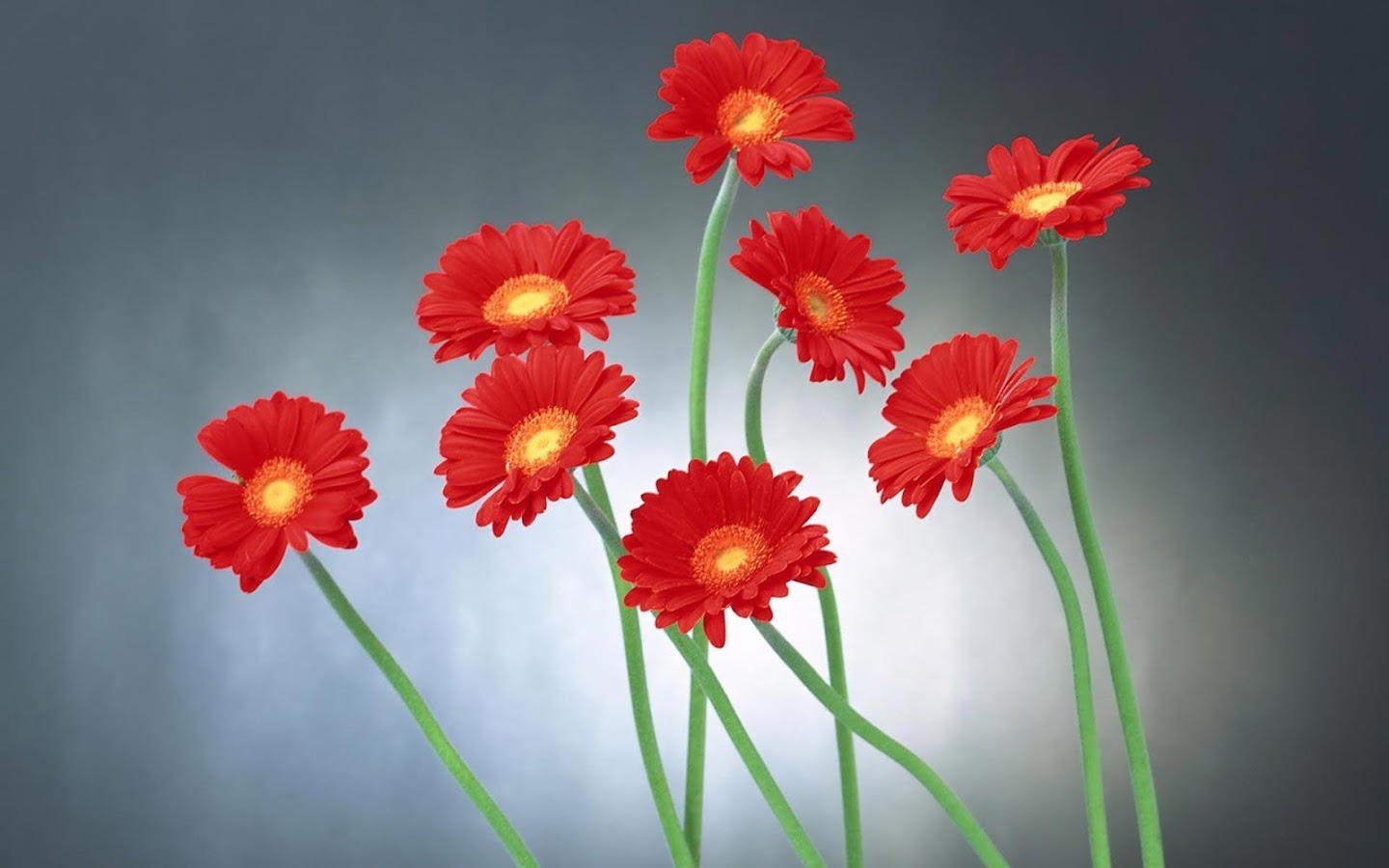 Flower Wallpapers HD Android Apps On Google Play